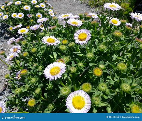 Seaside Daisy Stock Image Image Of Daisy Erigeron Nature 95416455