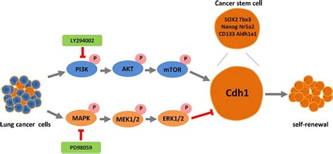 Cdh1 Functions As An Oncogene By Inducing Self Renewal Of Lung Cancer Stem Like Cells Via