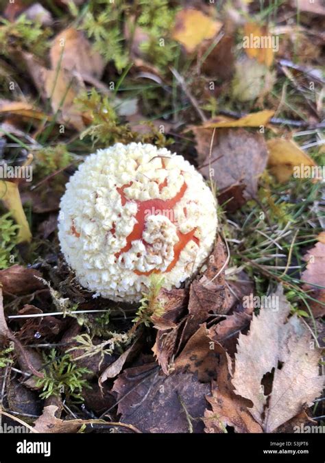 A Very Young Fly Agaric Mushroom Amanita Muscaria Just Breaking Out