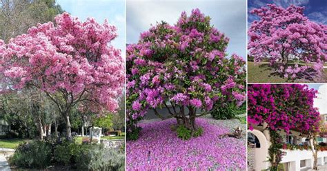 Hot Pink Flowering Trees