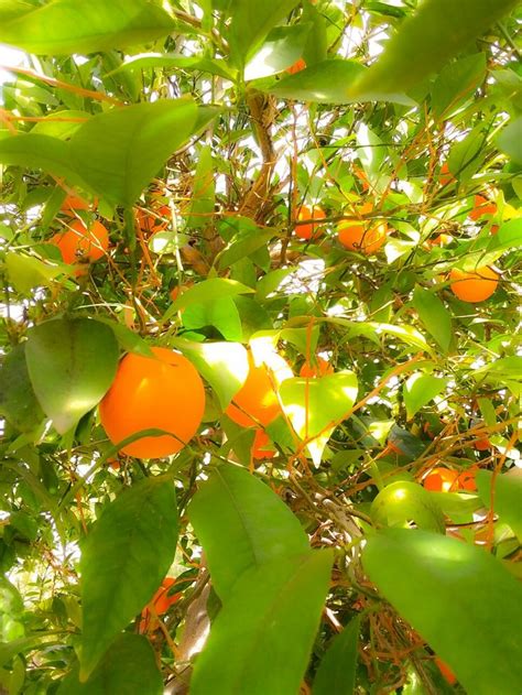 Inside An Arizona Orange Tree Orange Tree Tree Orange