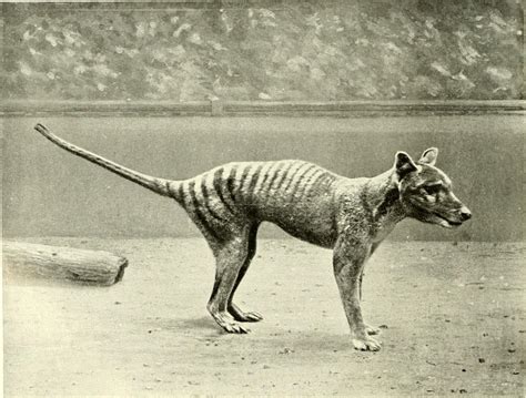 Scientists Aim To Resurrect Tasmanian Tiger From Extinction