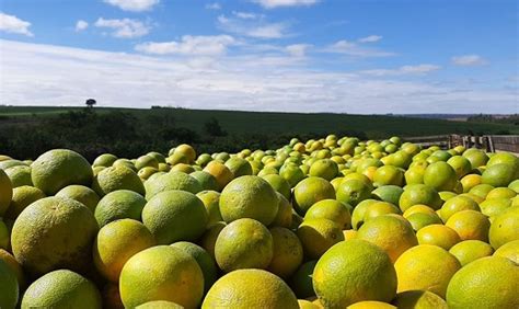 Citros Cepea Mesmo Menores Temperaturas Laranja Se Valoriza Na