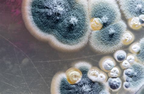 Identifying Types Of Mold