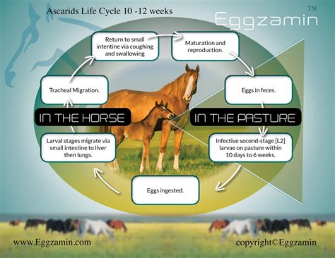 PARASITE LIFE CYCLE from Eggzamin Testing Supplies — Eggzamin™ Best FEC ...