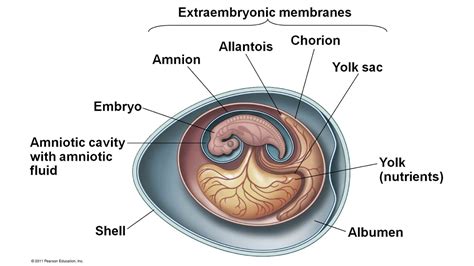 Labeled Diagram Of An Amniotic Egg