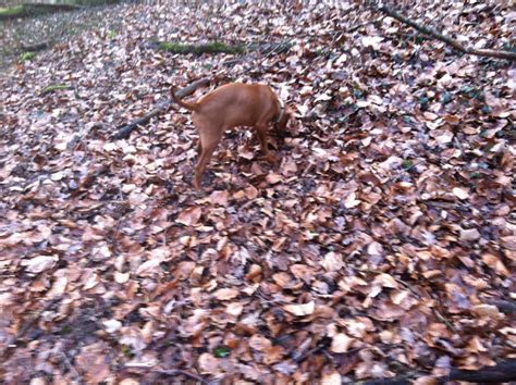 Training Brandy The Dog For Truffle Hunting – Hunting Black Truffles