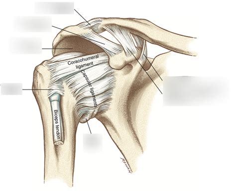 Shoulder ligaments Diagram | Quizlet