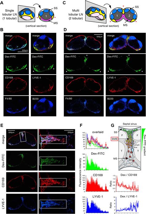 Frontiers Micro And Macro Anatomical Frameworks Of Lymph Nodes