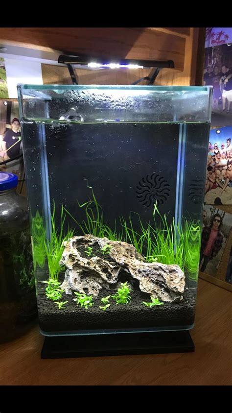 New 5 gallon setup that I had to sneak into my dorm : r/shrimptank