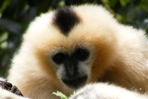 Primates | The Animal Facts | What makes them unique?