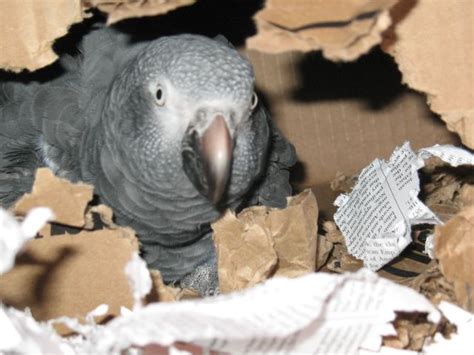 Timmy Binks Timneh African Grey Parrot In His Cardboard Cave Timneh