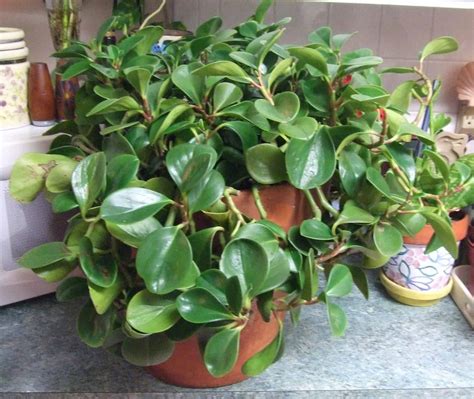 Пеперомия Мелколистная Уход В Домашних Условиях Фото — Картинки фотографии