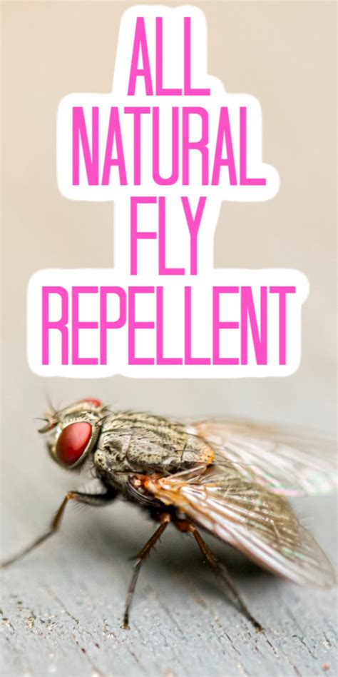 4 Ways to Make Natural Fly Repellent | The Country Chic Cottage