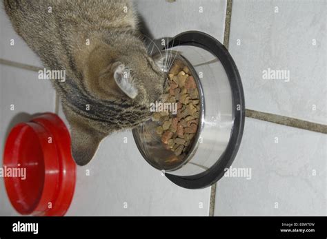 Domestic Cat House Cat Felis Silvestris F Catus Eating Stock Photo