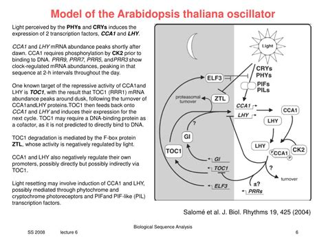 PPT V6 Circadian Clocks In Arabidopsis Thaliana PowerPoint