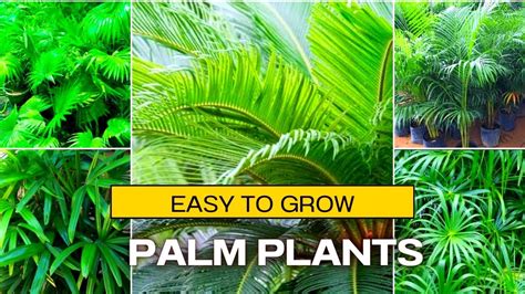 Best Palm Plants Varieties Of Palm Plants Types Of Palm Plants Youtube