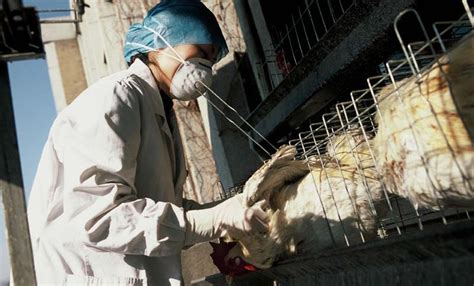 México Relata Primeiro Caso De Gripe Aviária H5n1