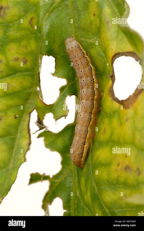 Tomato Moth Lacanobia oleracea caterpillar on tomato plant Stock Photo: 4936543 - Alamy