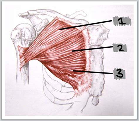 pectorals major 🐶 Flashcards | Quizlet