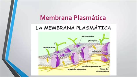 La Estructura Y Funci N De La Membrana Plasm Tica Ppt