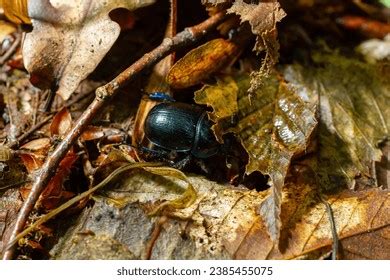 834 Dor Dung Beetle Images Stock Photos 3D Objects Vectors