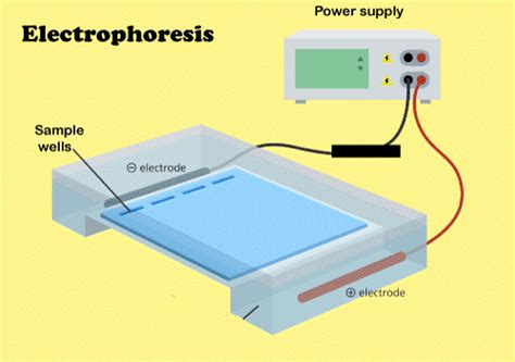 Electrophoresis Definition - JavaTpoint