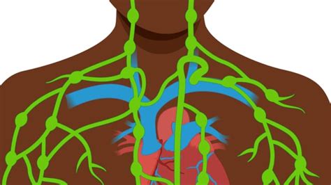 Immune System Unlabeled