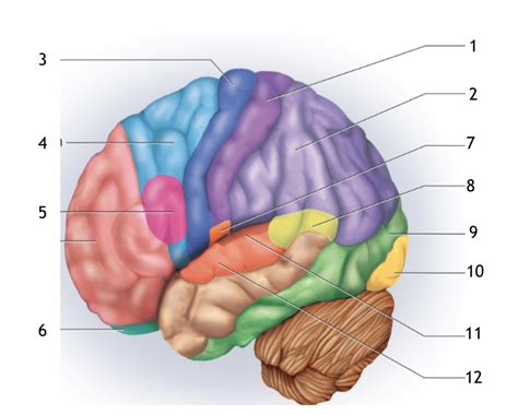 functional regions Diagram | Quizlet