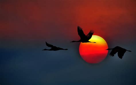 Birds Flying Sky Wallpapers - Top Free Birds Flying Sky Backgrounds ...