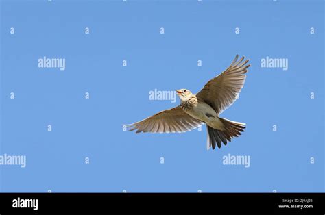 Skylark alauda arvensis flight fly flying lark sky lark hi-res stock ...