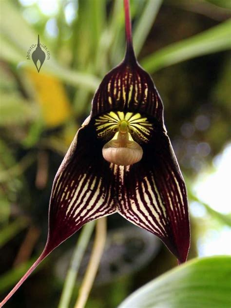 AboutOrchids » Blog Archive » Black Orchids