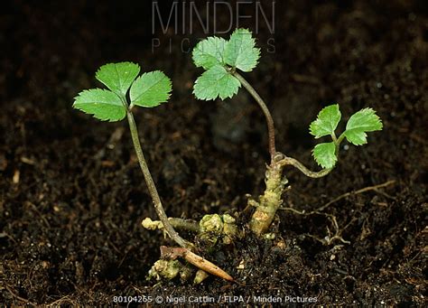 Ground Elder Stock Photo Minden Pictures