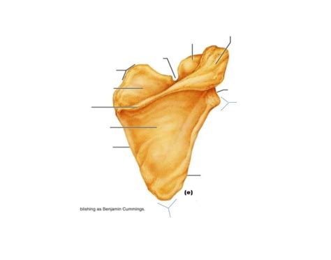 Scapula Labeling v2 Quiz