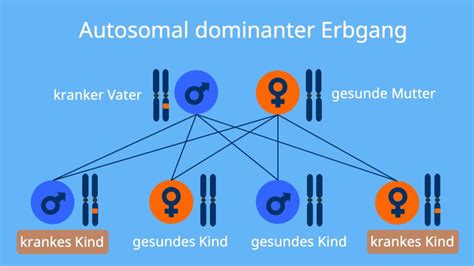 Autosomal Dominant Vererbung Erkrankungen Mit Video