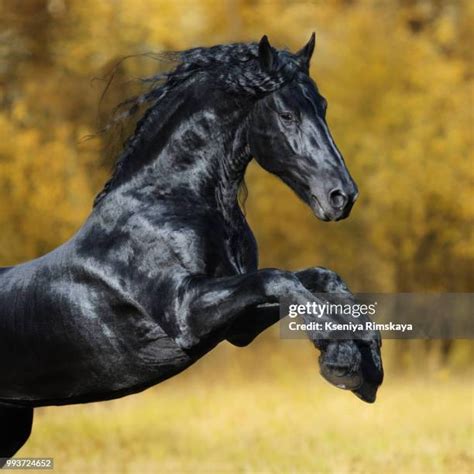 55 Black Friesian Horse Stock Photos, High-Res Pictures, and Images - Getty Images