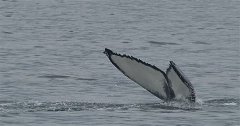 humpback identification. Whale watching Iceland.