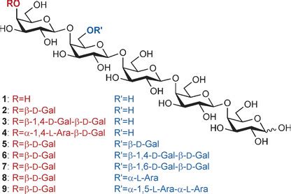 Synthesis Of Linked Galactan Sidechains Of Rhamnogalacturonan I