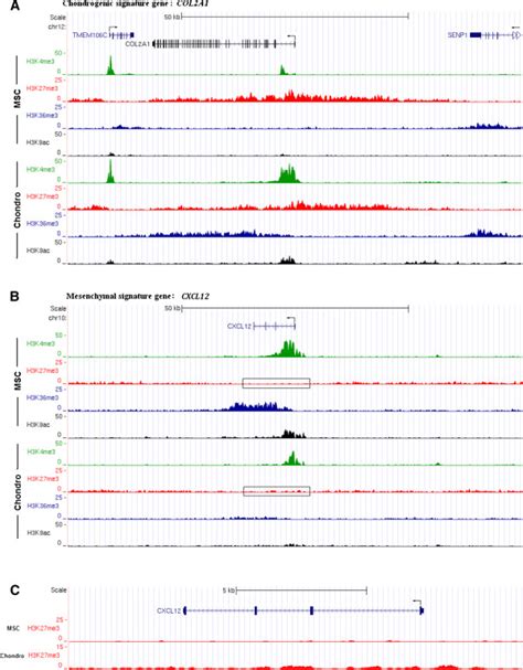 Histone Modification Tracks Of Individual Signature Genes A Chip Seq