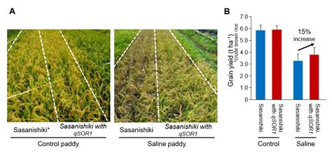 Development Of Worlds First Rice Variety Adapted To Saline Paddy