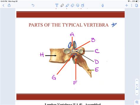 Anatomy Spine Labeling Flashcards Quizlet