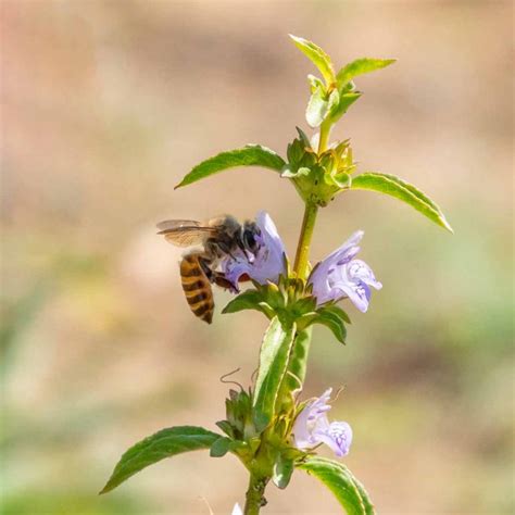 Bees and Wasps of India - Roaming Owls