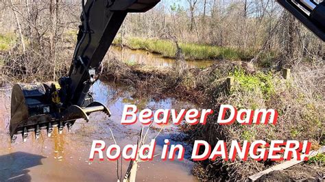 Beaver Dam Removal With G Excavator John Deere Unclogging Culvert