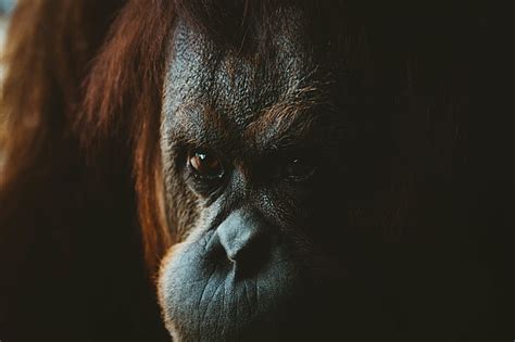 Royalty-Free photo: Monkey, gorilla, orange, orangutan, wild, animal ...