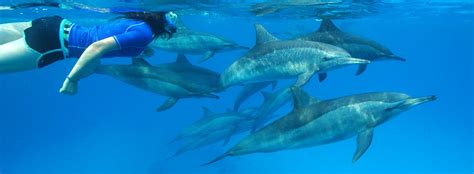 Nager avec les Dauphins île Maurice Destination soleil