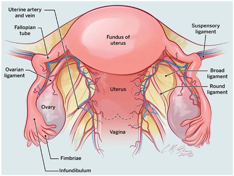 Suspensory Ligament Of Ovary Cadaver