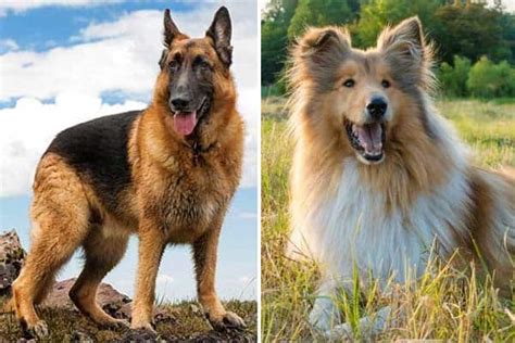 Is It Easy To Care For A German Shepherd Rough Collie Mix