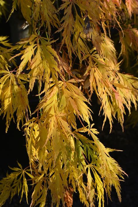 Acer Palmatum Dissectum Viridis Select Seedling In Full Autumn Colour Plant Nursery Acer