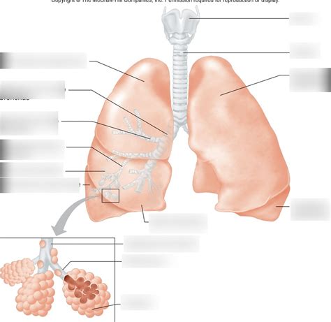 HONOURS A P Lung Diagram Labeling Diagram Quizlet