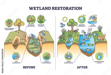 Wetland Restoration And Reviving Ecosystems For Healthier Environment